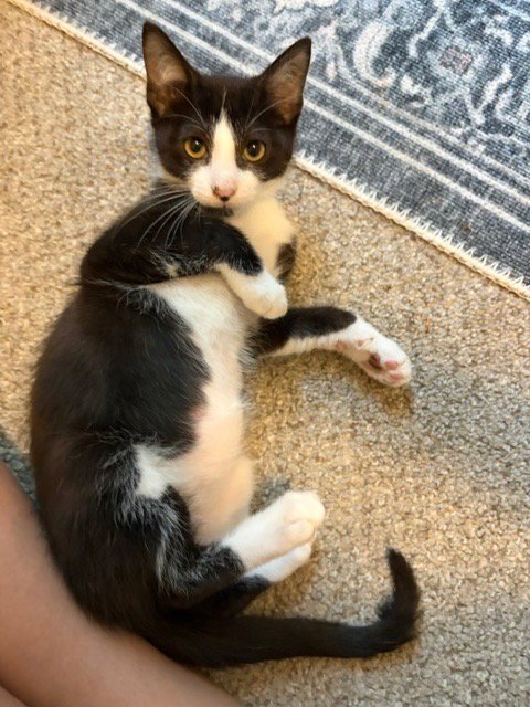 BEAR - Domestic Short Hair available for adoption