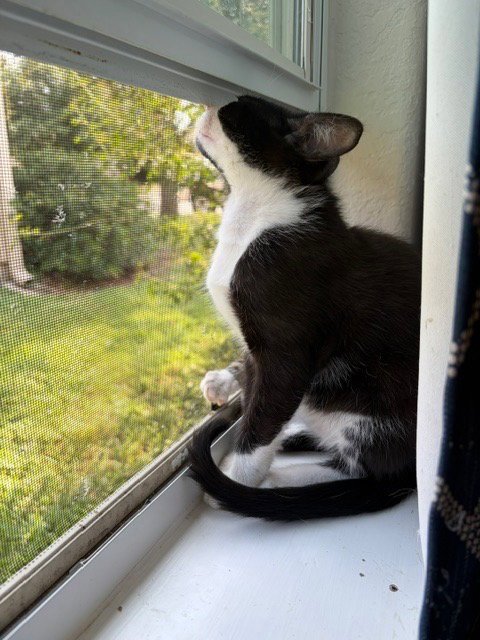 BEAR - Domestic Short Hair available for adoption