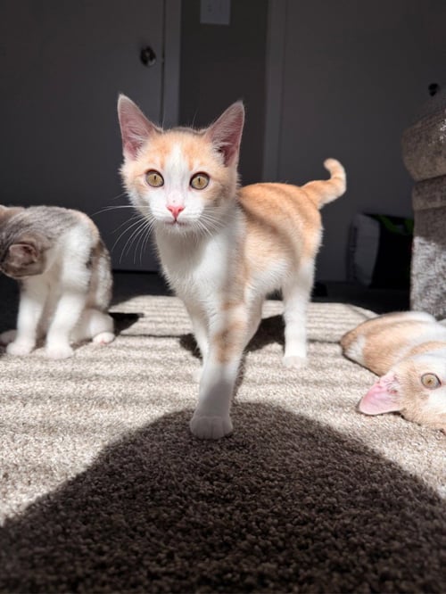 SPOOKY - Domestic Short Hair available for adoption