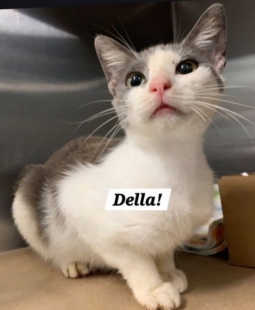 DELLA - Domestic Short Hair for adoption in San Antonio