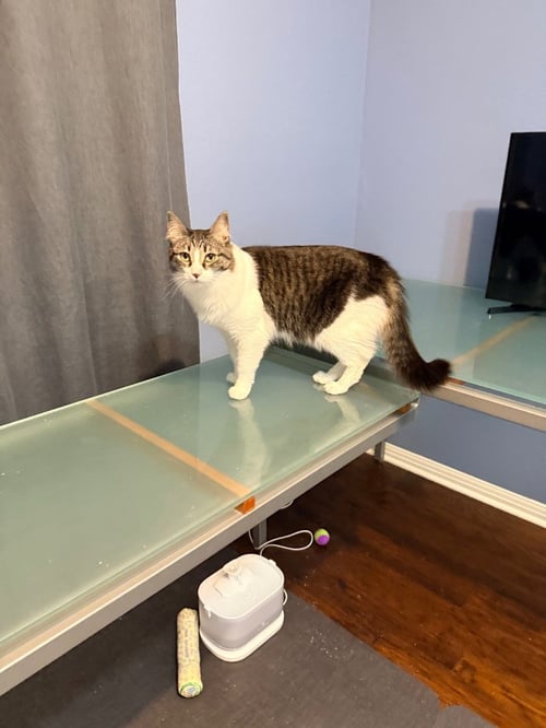 MARIS - Tabby available for adoption