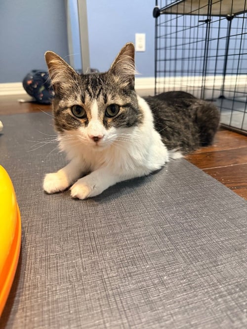 MARIS - Tabby available for adoption