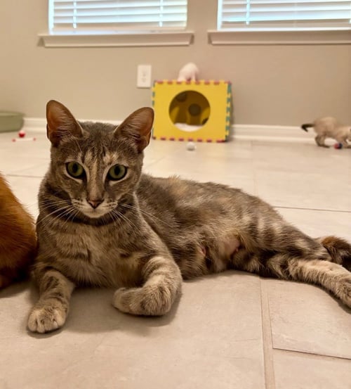 AURORA - Domestic Short Hair available for adoption