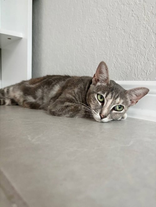 AURORA - Domestic Short Hair available for adoption