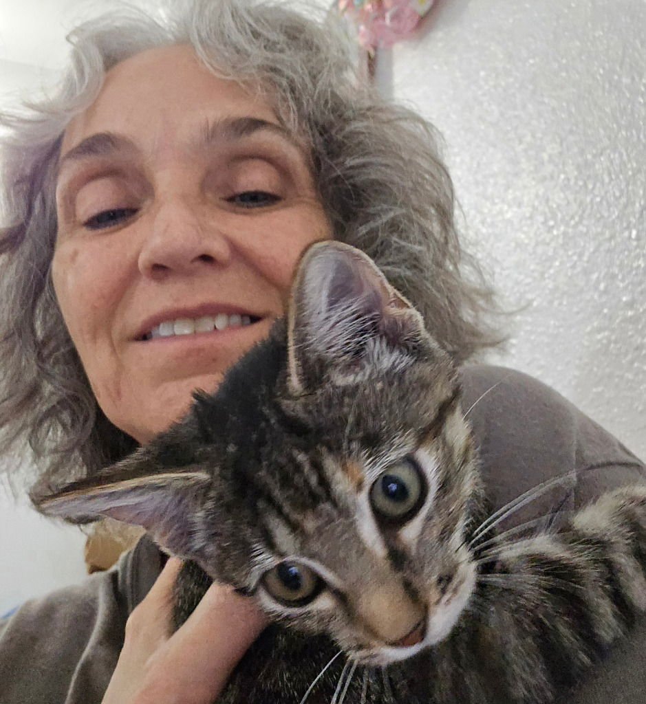 PAISLEY - Tabby available for adoption