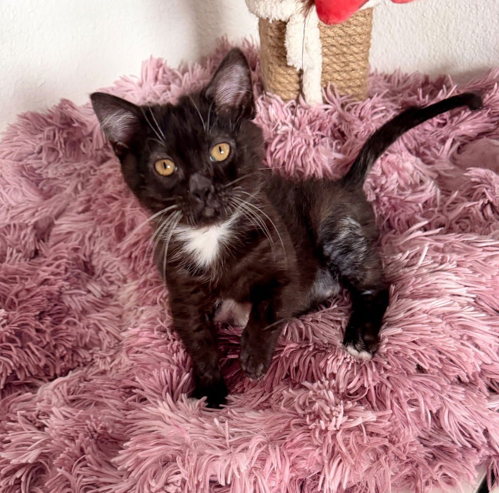 WINTER NOEL - Domestic Short Hair available for adoption