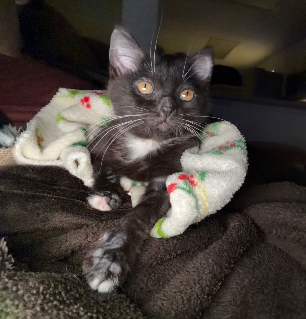 WINTER NOEL - Domestic Short Hair available for adoption