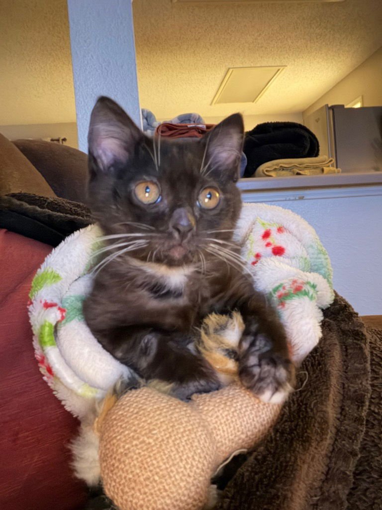 Winter Noel - Photo 3