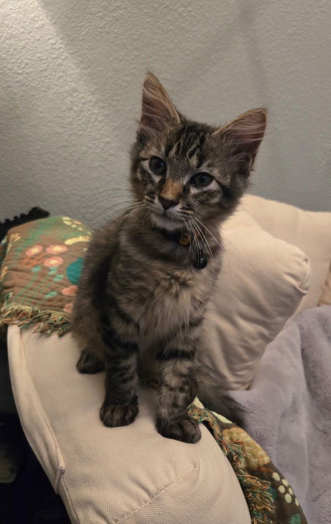 DENNIS - Tabby available for adoption