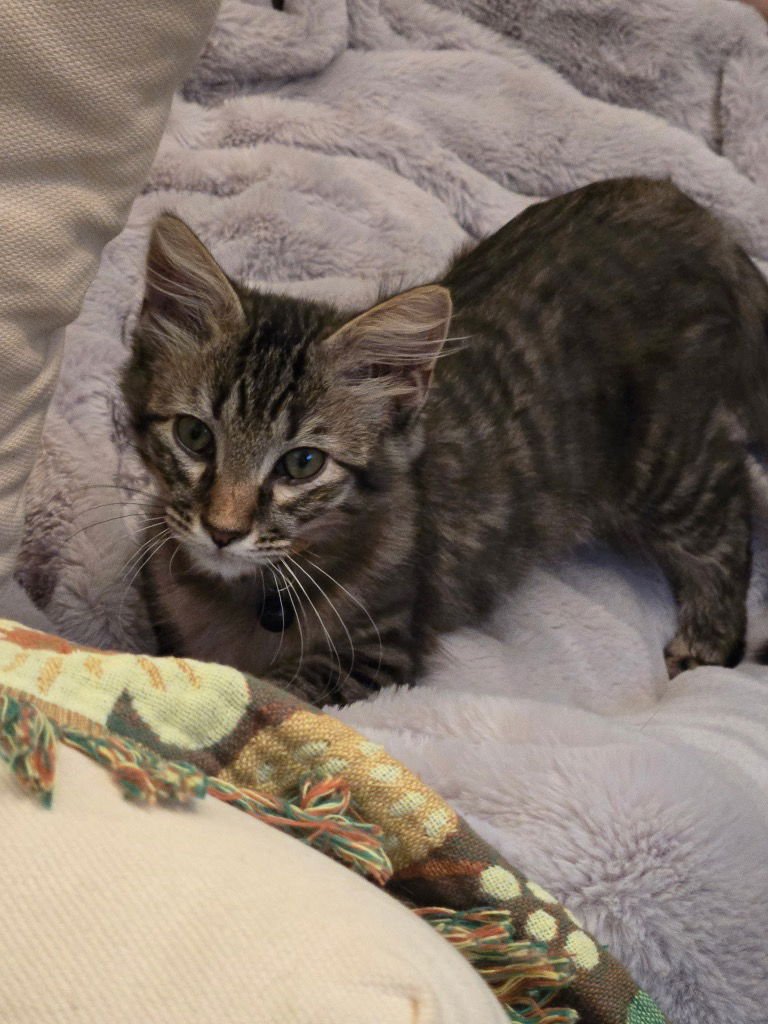 DENNIS - Tabby available for adoption