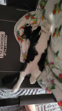 Oreo - Photo 2