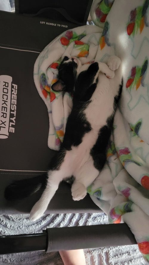 OREO - Domestic Short Hair available for adoption