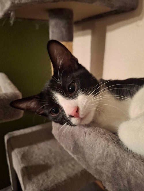 OREO - Domestic Short Hair for adoption in San Antonio
