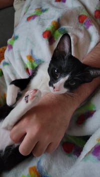 Oreo - Photo 3