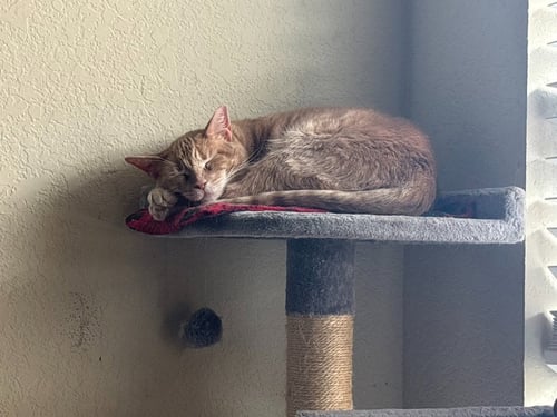 LADY CHEESY GORDITA CRUNCH - Tabby available for adoption