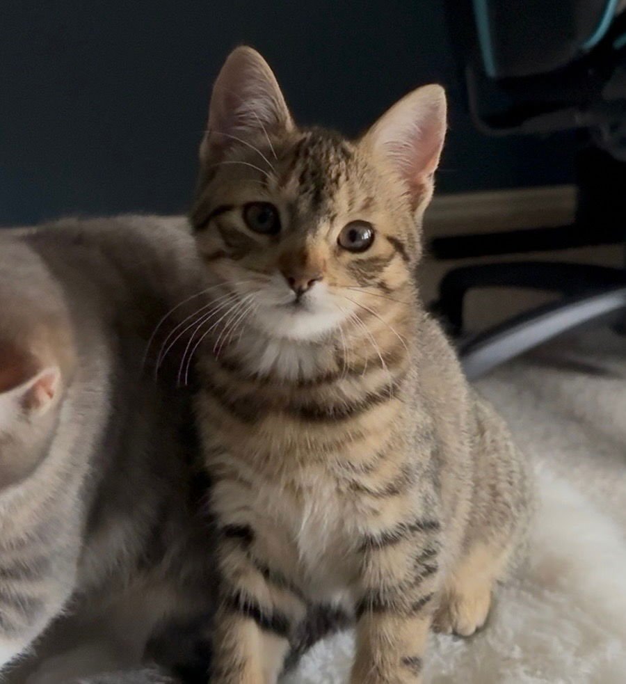 TINY TINA - Tabby available for adoption