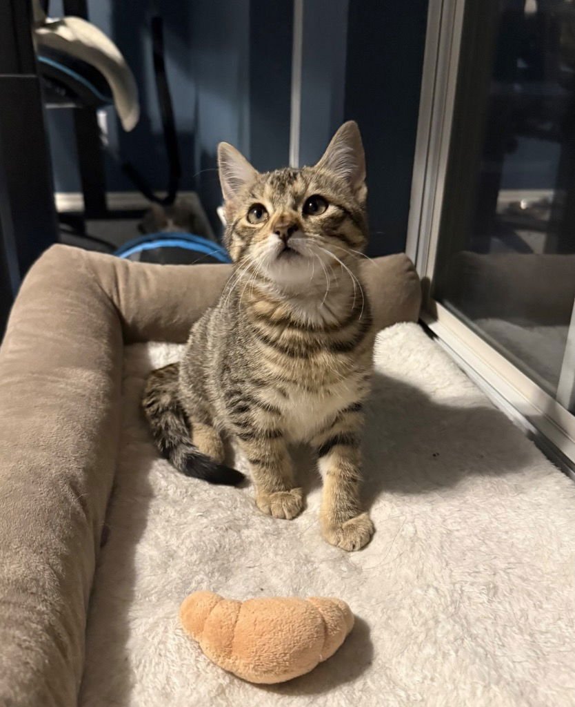 TINY TINA - Tabby available for adoption