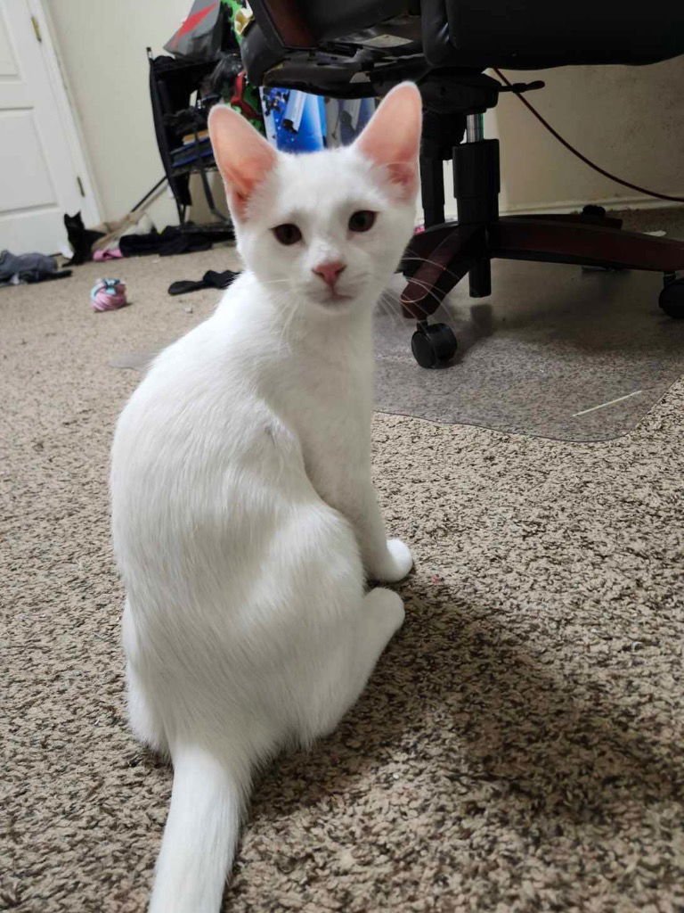 LIGHTNING - Tabby available for adoption