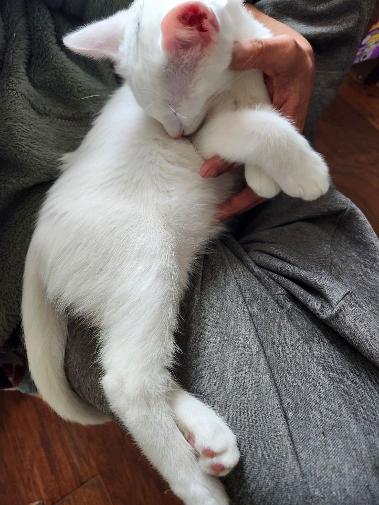 LIGHTNING - Tabby available for adoption