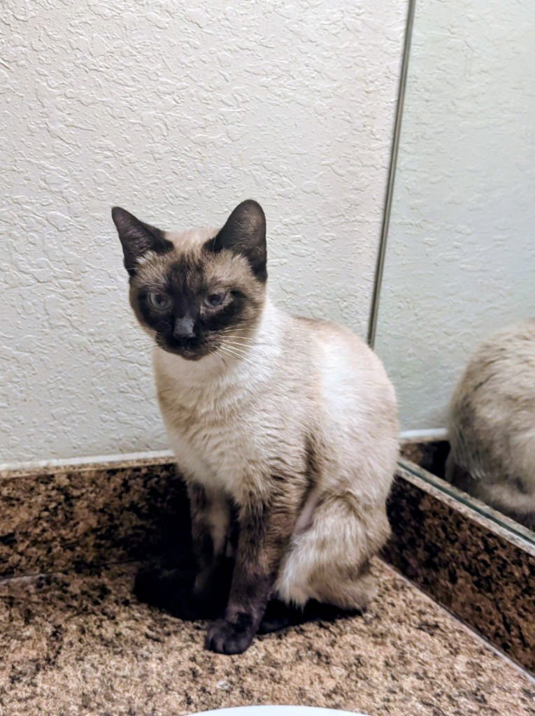 SHIRLEY TEMPLE - Siamese available for adoption