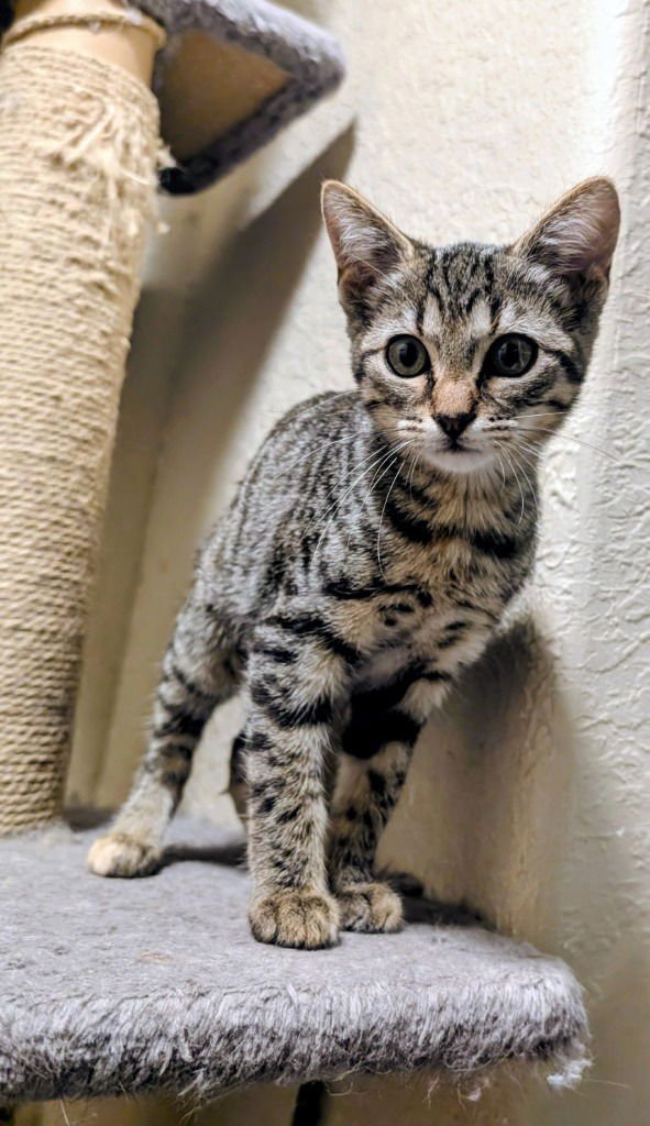 MIMOSA - Tabby available for adoption