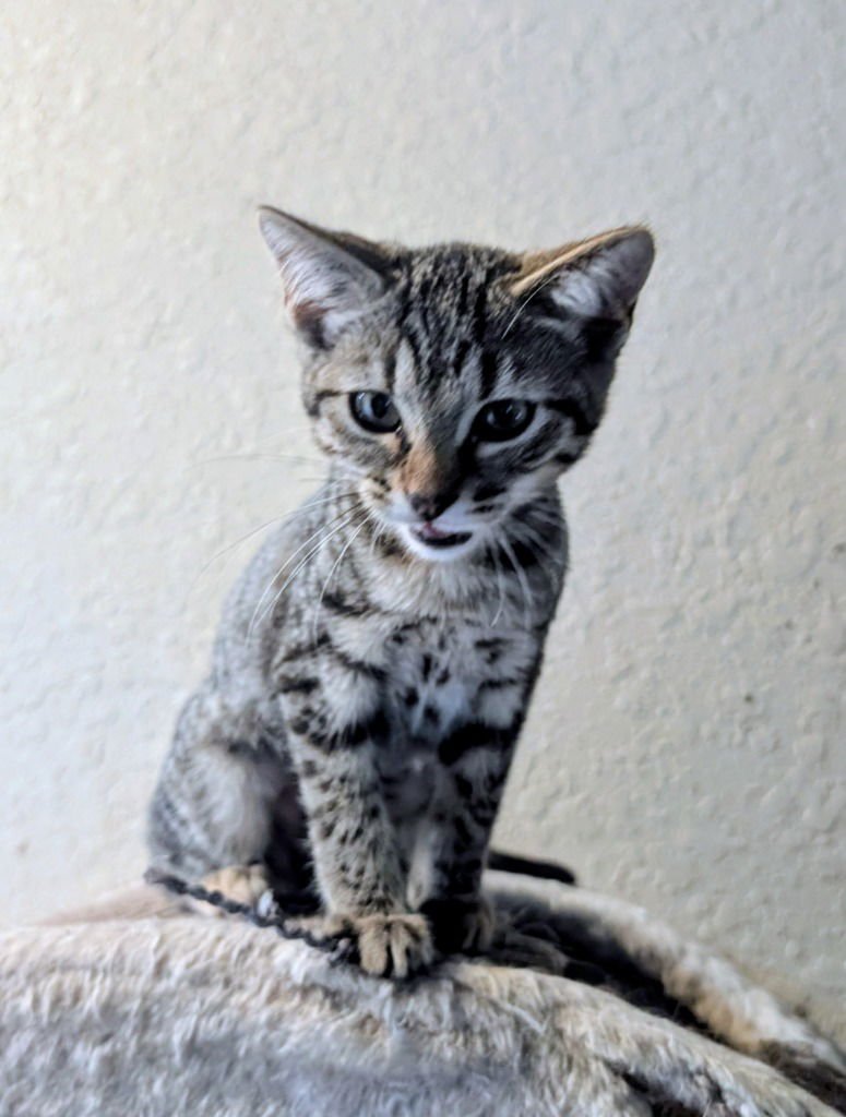 MIMOSA - Tabby available for adoption