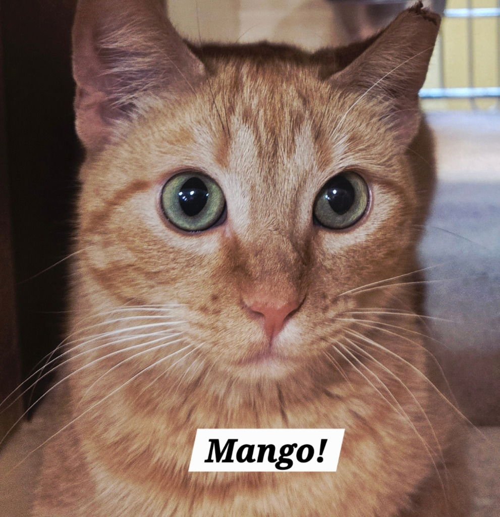 MANGO - Domestic Short Hair / Tabby available for adoption