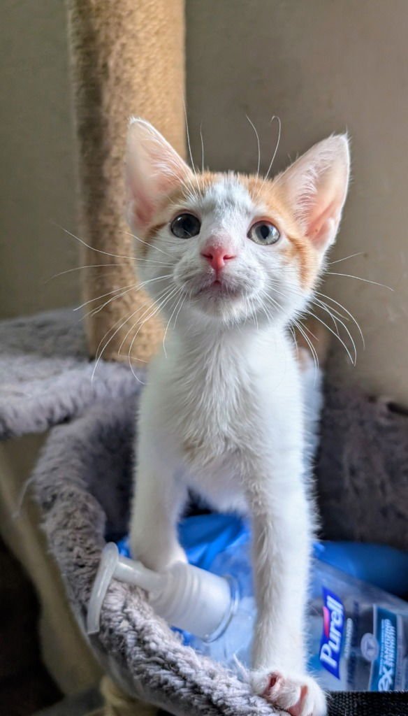 MANATI - Domestic Long Hair available for adoption