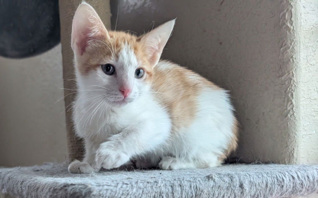 MANATI - Domestic Long Hair available for adoption