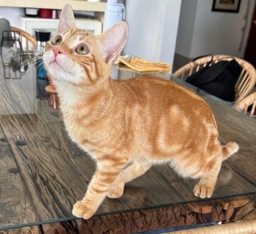 ARK - Domestic Short Hair available for adoption