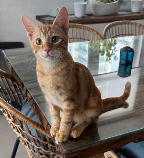 ARK - Domestic Short Hair available for adoption