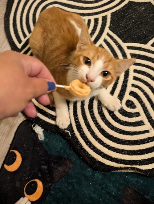 NORMAN - Domestic Short Hair available for adoption