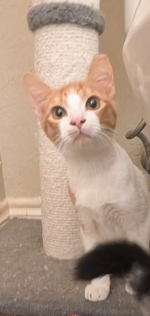 NORMAN - Domestic Short Hair available for adoption