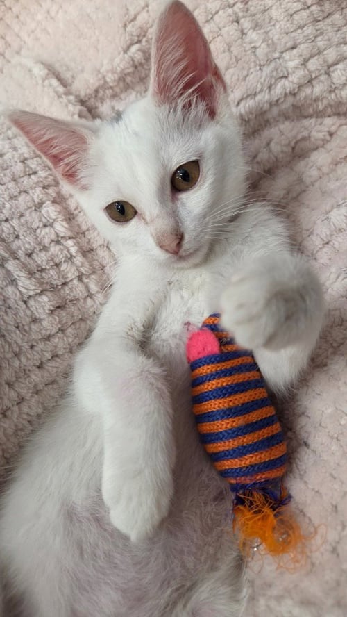 ALICE - Domestic Short Hair available for adoption