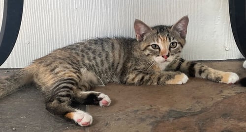 CHICKEN ON A STICK - Domestic Short Hair available for adoption