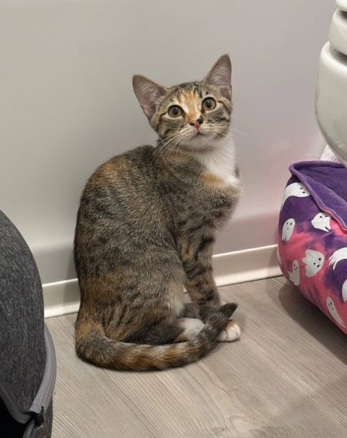 CHICKEN ON A STICK - Domestic Short Hair available for adoption