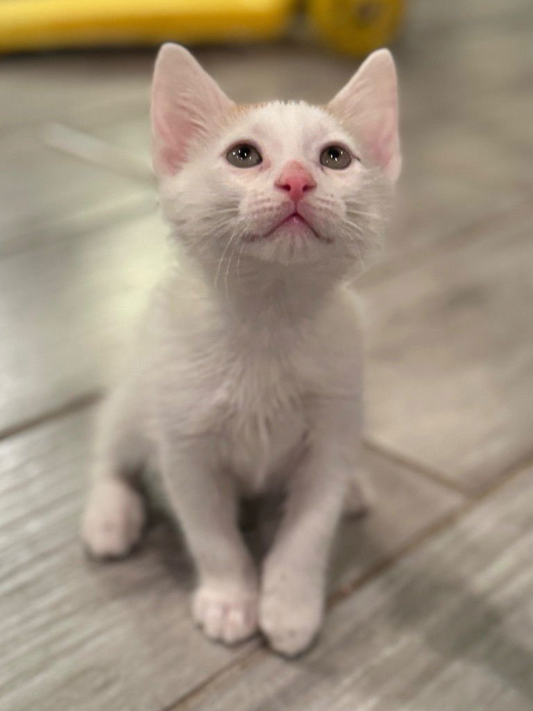 KRINGLE - Tabby available for adoption