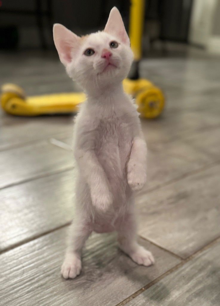 KRINGLE - Tabby available for adoption