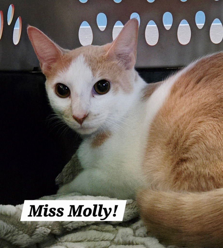 MISS MOLLY - Domestic Short Hair available for adoption