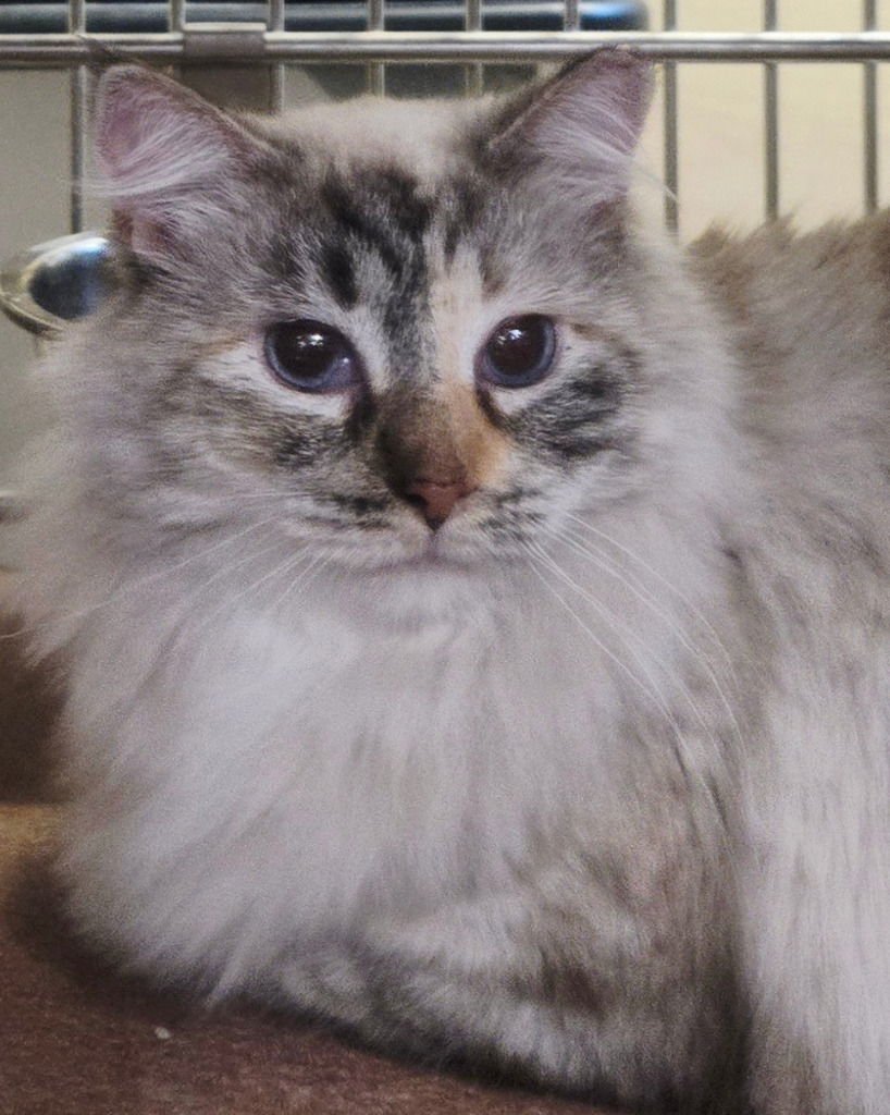 DAISY - Snowshoe / Tabby available for adoption