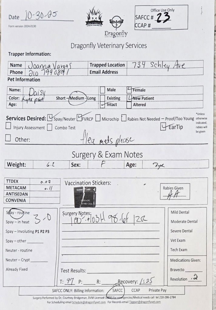 DAISY - Snowshoe / Tabby available for adoption