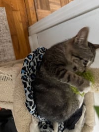 Daisy - Photo 2