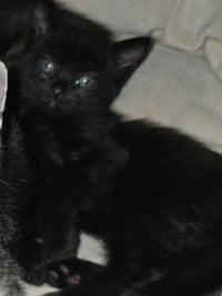 Sabrina - Photo 2