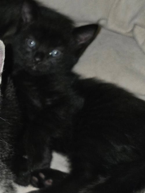SABRINA - Domestic Short Hair available for adoption