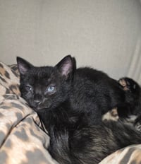 Sabrina - Photo 3