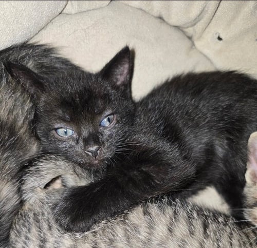 SABRINA - Domestic Short Hair available for adoption