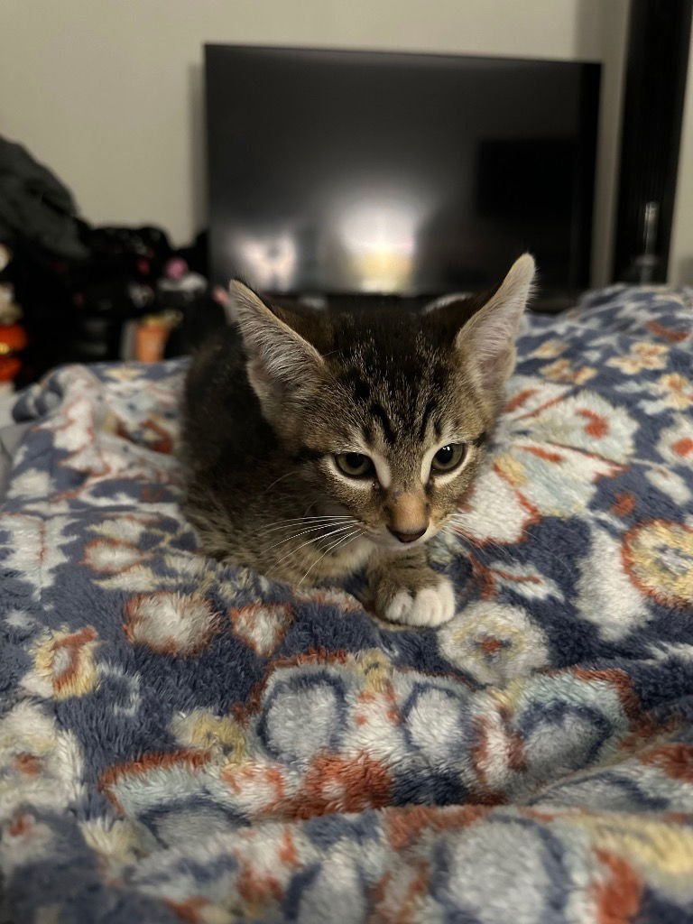 MILO OLIVER - Tabby available for adoption