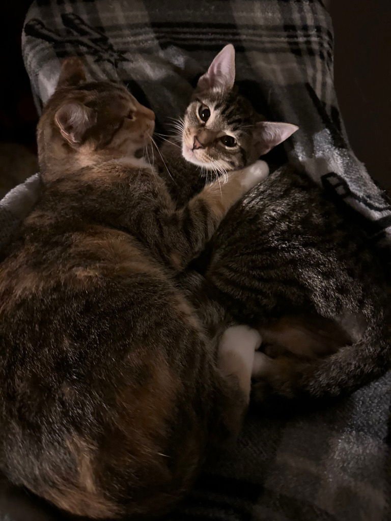 MILO OLIVER - Tabby available for adoption