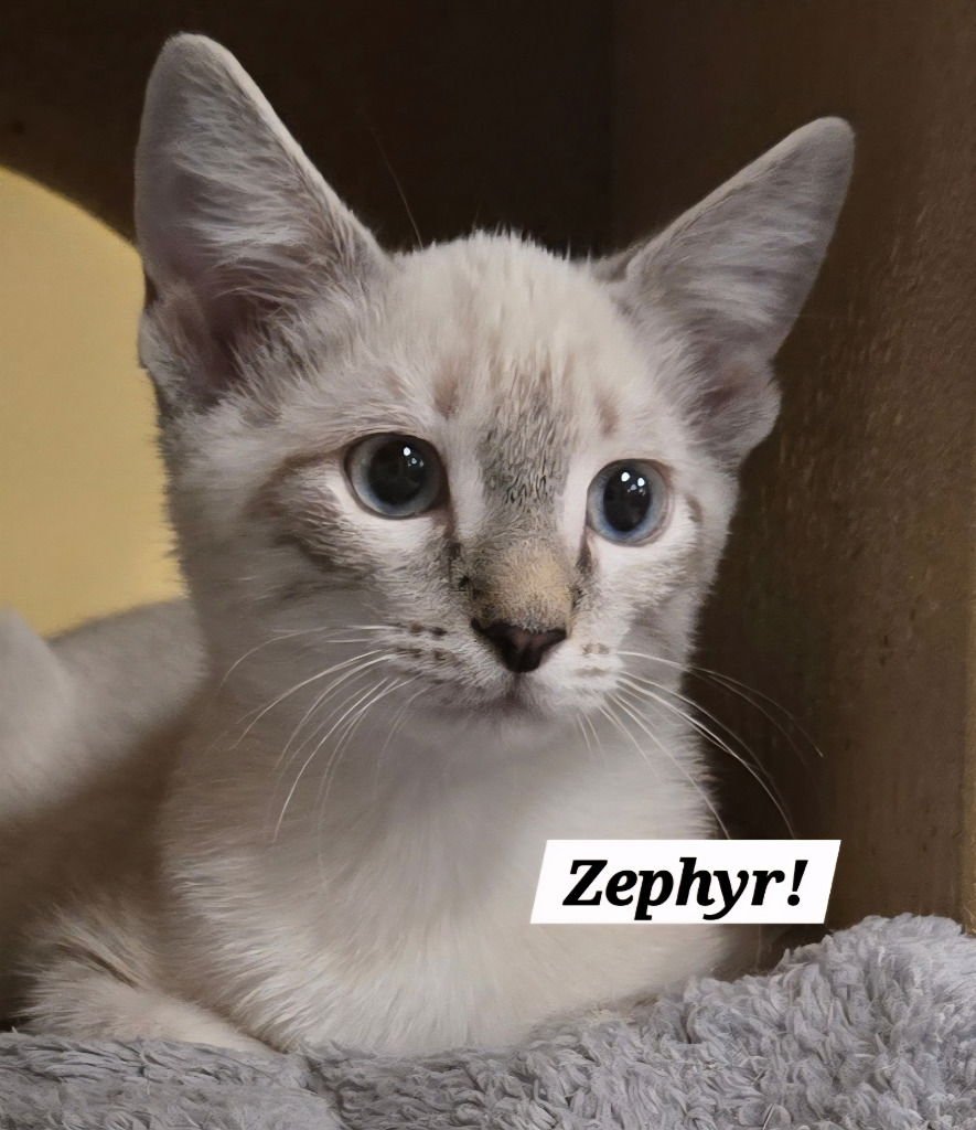 ZEPHYR - Siamese / Domestic Short Hair available for adoption