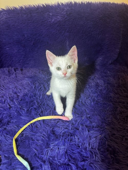 NBC - Domestic Short Hair available for adoption